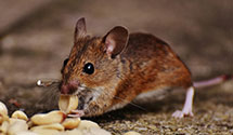 24 Hour & Emergency Exterminators in Syndicate, IN